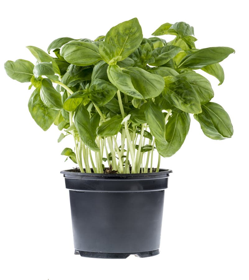 Basil in pot