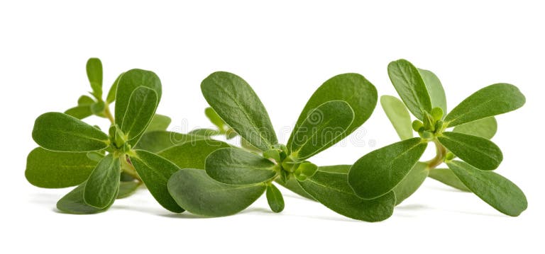 Foraged sea purslane