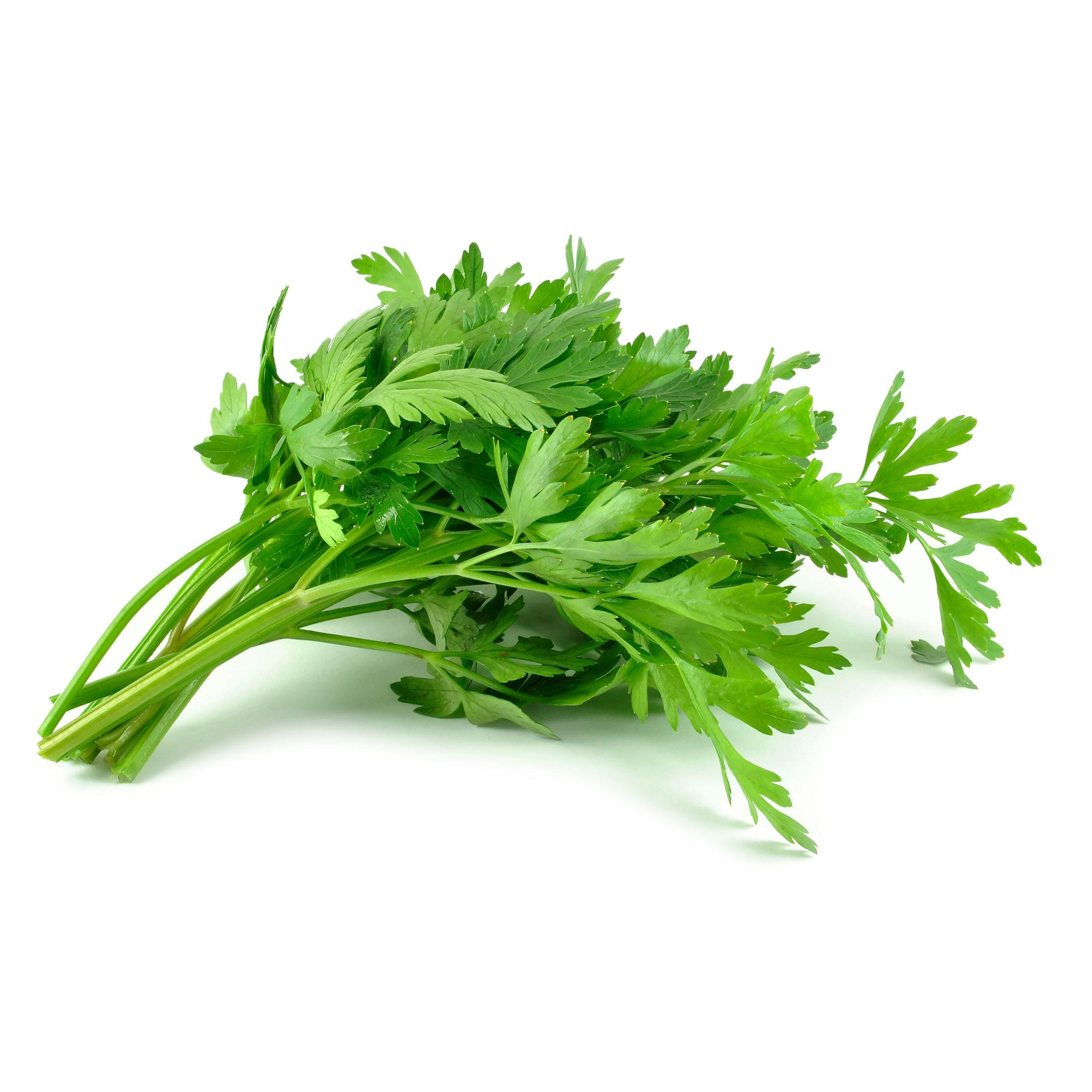 Italian flat leaf parsley