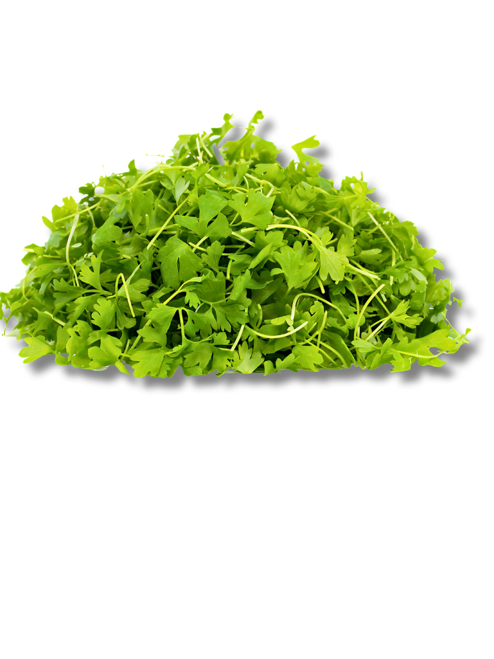Micro cress bulls blood