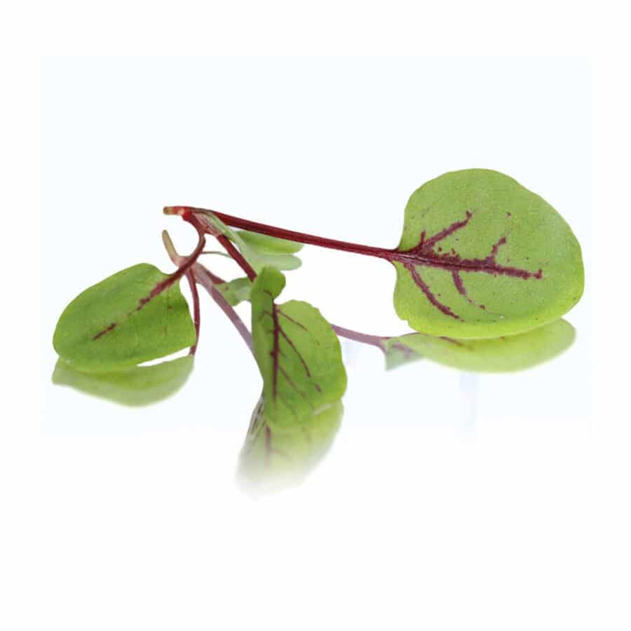 Micro cress ruby frills