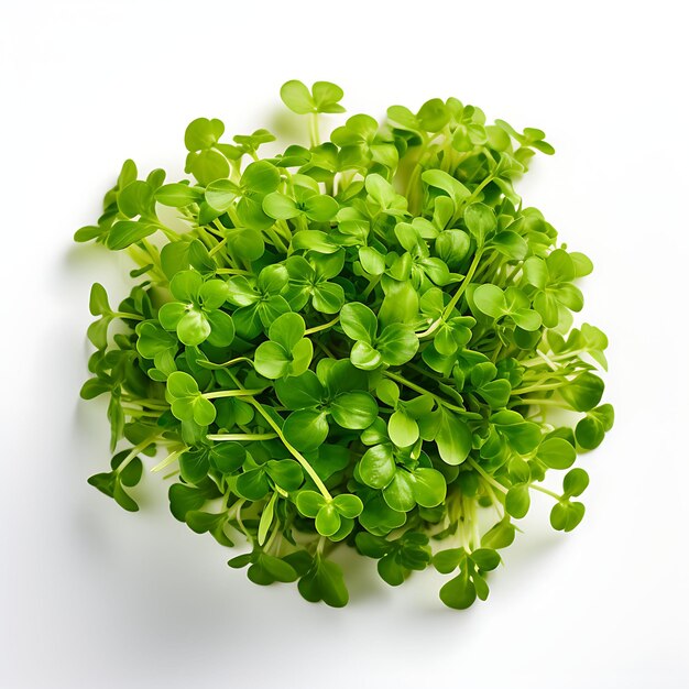Micro cress tendrill peashoot