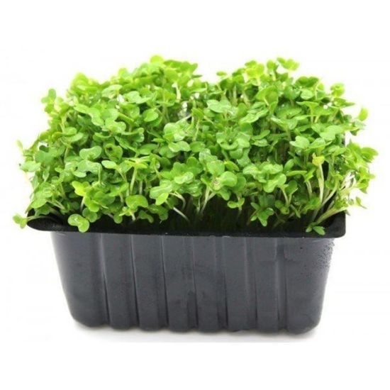 Micro greek cress