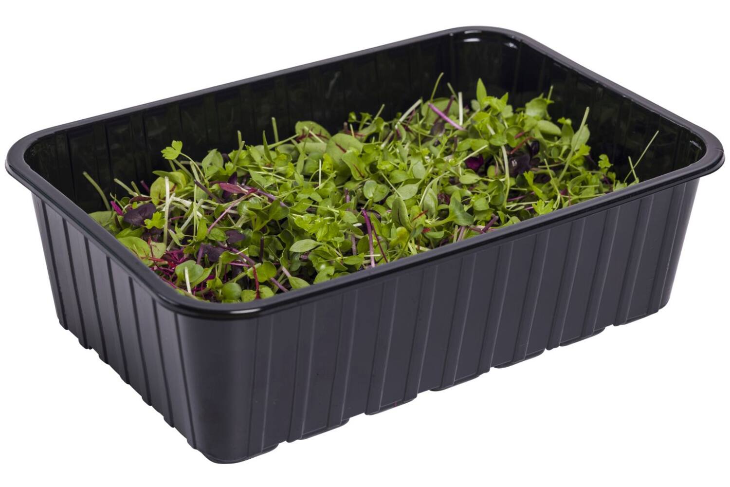 Mixed micro salad