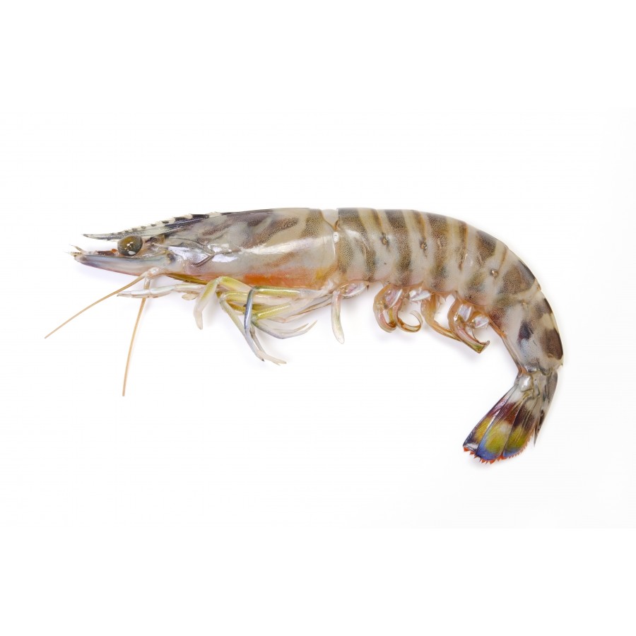 Gambas sauvage 20/30 congelé