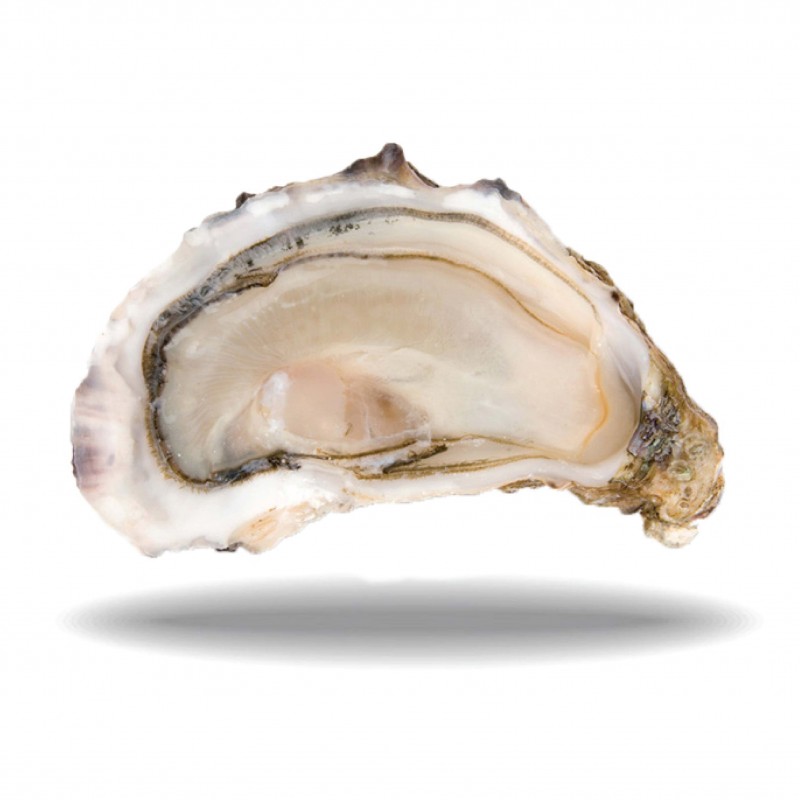 Huitre fine N°3 Cadoret