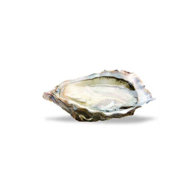 Huîtres spéciales Ostra Regal N°3