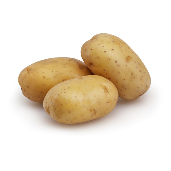 Pomme de terre agria GT
